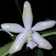 PHALAENOPSIS LUEDDEMANIANA OCHRACEA