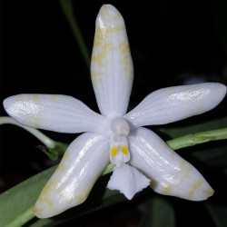 PHALAENOPSIS LUEDDEMANIANA OCHRACEA