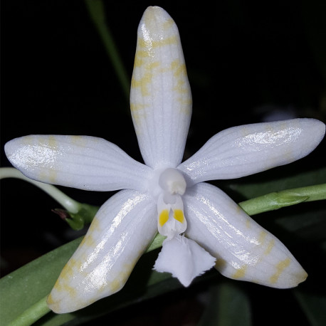 PHALAENOPSIS LUEDDEMANIANA OCHRACEA