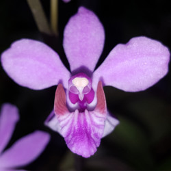 DORITIS PULCHERRIMA