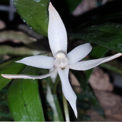 AERANGIS JACHSONII