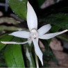 AERANGIS JACHSONII