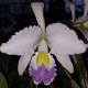 CATTLEYA GASKELLIANA COERULEA