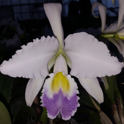 CATTLEYA GASKELLIANA COERULEA