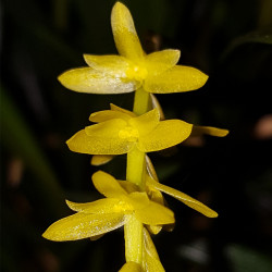 DENDROCHILUM ARACHNITHES YELLOW