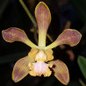 ENCYCLIA VIRGATA