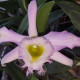 LAELIA PRAESTANS X RHYNCHOLAELIA DIGBYANA