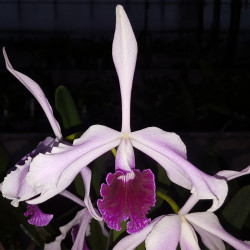 LAELIA PURPURATA ROSA X COERULEA