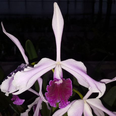 LAELIA PURPURATA ROSA X COERULEA