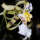 ONCIDIUM PHYMATHOCHILLUM