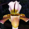 PAPHIOPEDILUM ALPHA DIMMOCH