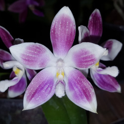 PHALAENOPSIS TETRASPIS RED