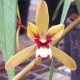 CYMBIDIUM FINDLAYSONIANUM