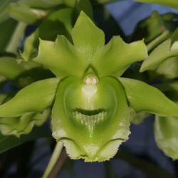 CLOWESETUM BLACK JADE