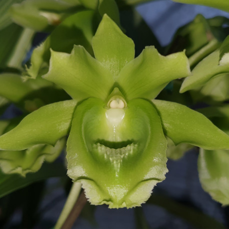 CLOWESETUM BLACK JADE