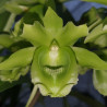 CLOWESETUM BLACK JADE