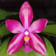 PHALAENOPSIS SPECIOSA X PULCHRA