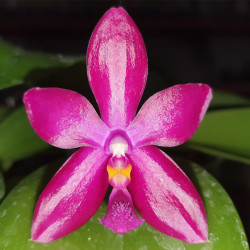 PHALAENOPSIS SPECIOSA X PULCHRA