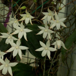 AERANGIS BILOBA