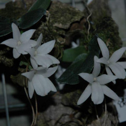 AERANGIS FASTUOSA