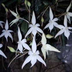 AERANGIS KIRKII