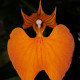 COMPARETTIA SPECIOSA