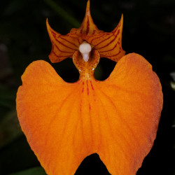 COMPARETTIA SPECIOSA