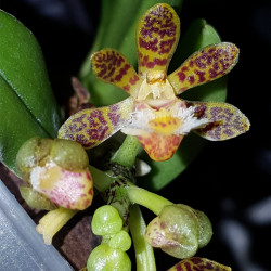 GASTROCHILUS SONORIUS