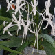 NEOFINETIA FALCATA