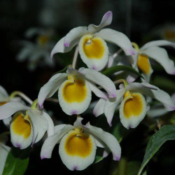 DENDROBIUM PENDULUM