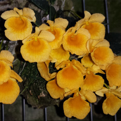 DENDROBIUM JENKINSII
