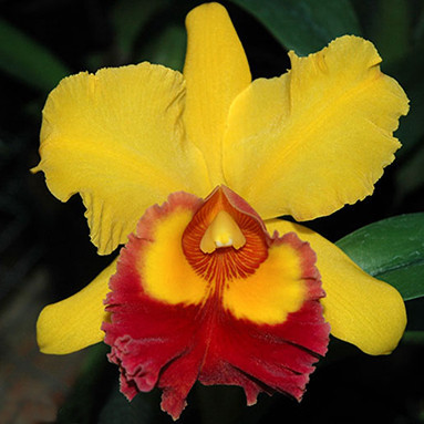 Cattleya