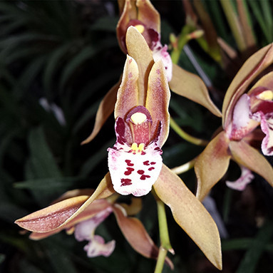 Cymbidium