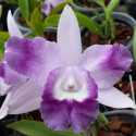 Mini Cattleya