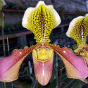 Paphiopedilum