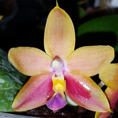 Phalaenopsis