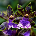 Zygopetalum