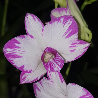 Dendrobium