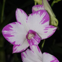 Dendrobium