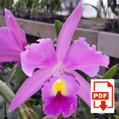 cattleya-pdf.jpg