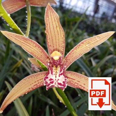 cymbidium-pdf.jpg