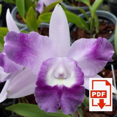 mini-cattleya-pdf.jpg