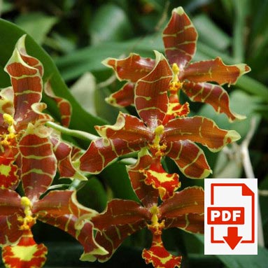 odontoglossum-pdf.jpg