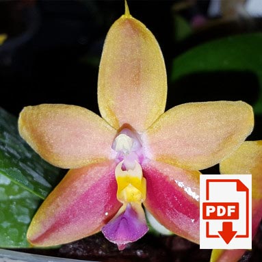 phalaenopsis-pdf.jpg